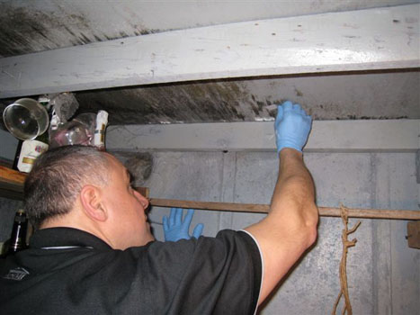 Mold Tape  Sampling 2