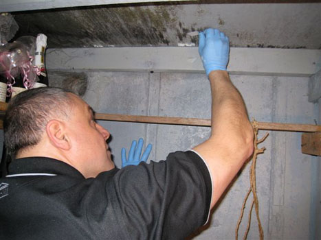 Mold Tape  Sampling 3