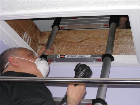 Attic Mold