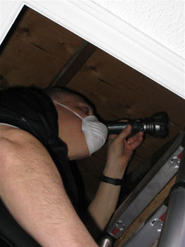 Attic Mold 2