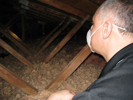 Attic Mold 4