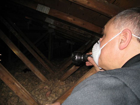 Attic Mold 5