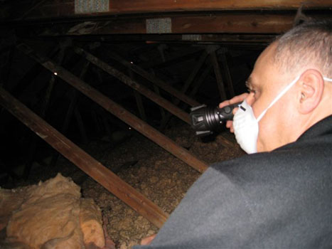 Attic Mold 7