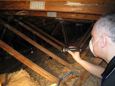 Attic Mold 8